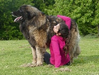 Étalon Leonberger - Jeannot du Nimbus Big Band