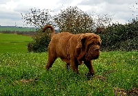 Étalon Mâtin Napolitain - Sadnati highlander from gullivers country