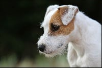 Étalon Parson Russell Terrier - Isabella dite bella des very important Parson