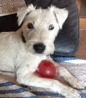 Étalon Parson Russell Terrier - Flamboyante de la Vendée Normande