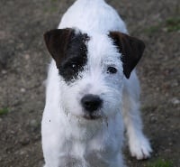 Étalon Parson Russell Terrier - CH. Obi one de l'Anse Royale