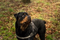 Étalon Rottweiler - Hades du domaine du hameau du fayel