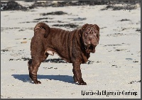 Étalon Shar Pei - Leandre dit junior du Dharma de Gautama