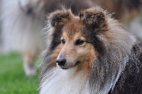 Étalon Shetland Sheepdog - CH. Heavy metal du Clos des Eperviers