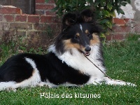 Étalon Shetland Sheepdog - Naya sweet princess Des mille Eclats des Tournesols