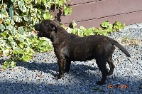 Étalon Staffordshire Bull Terrier - Rosa elina du Fond Touyen