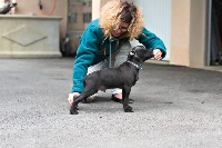 Étalon Staffordshire Bull Terrier - Prince eros Of Lovely Liberty