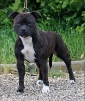 Étalon Staffordshire Bull Terrier - Lokiana Nasty girl