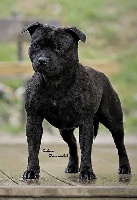 Étalon Staffordshire Bull Terrier - CH. skilful dogs Witch morgouse
