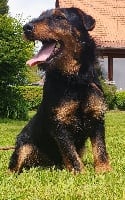 Étalon Terrier de chasse allemand - Ony Du Mont Saint Hubert