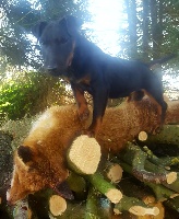 Étalon Terrier de chasse allemand - Mira de la vallée de la Blaise
