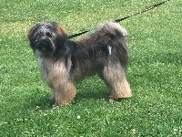 Étalon Terrier Tibetain - Ostine Du vent levant