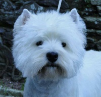 Étalon West Highland White Terrier - Delbret's Isn'tshe lovely irwin