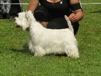 Étalon West Highland White Terrier - Osiris du domaine bauvinois