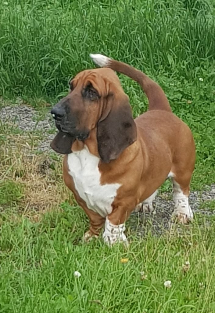 newdown bassets Aladdin dit marius