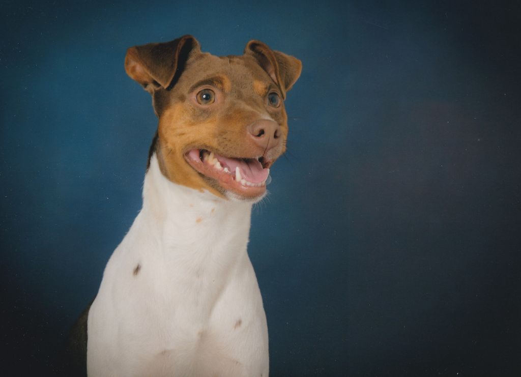 Publication : (Sans Affixe)