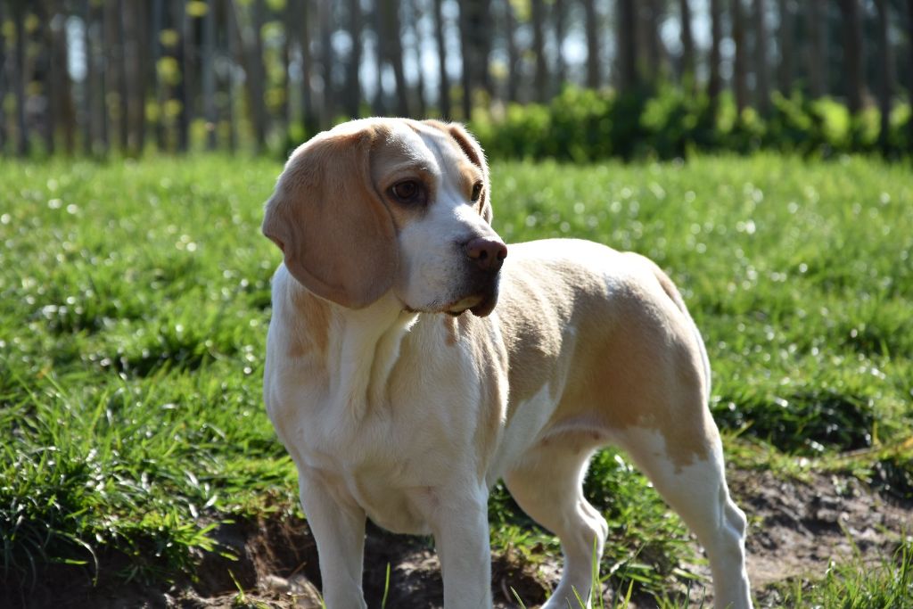 Jolie etoile du Bray Bocage