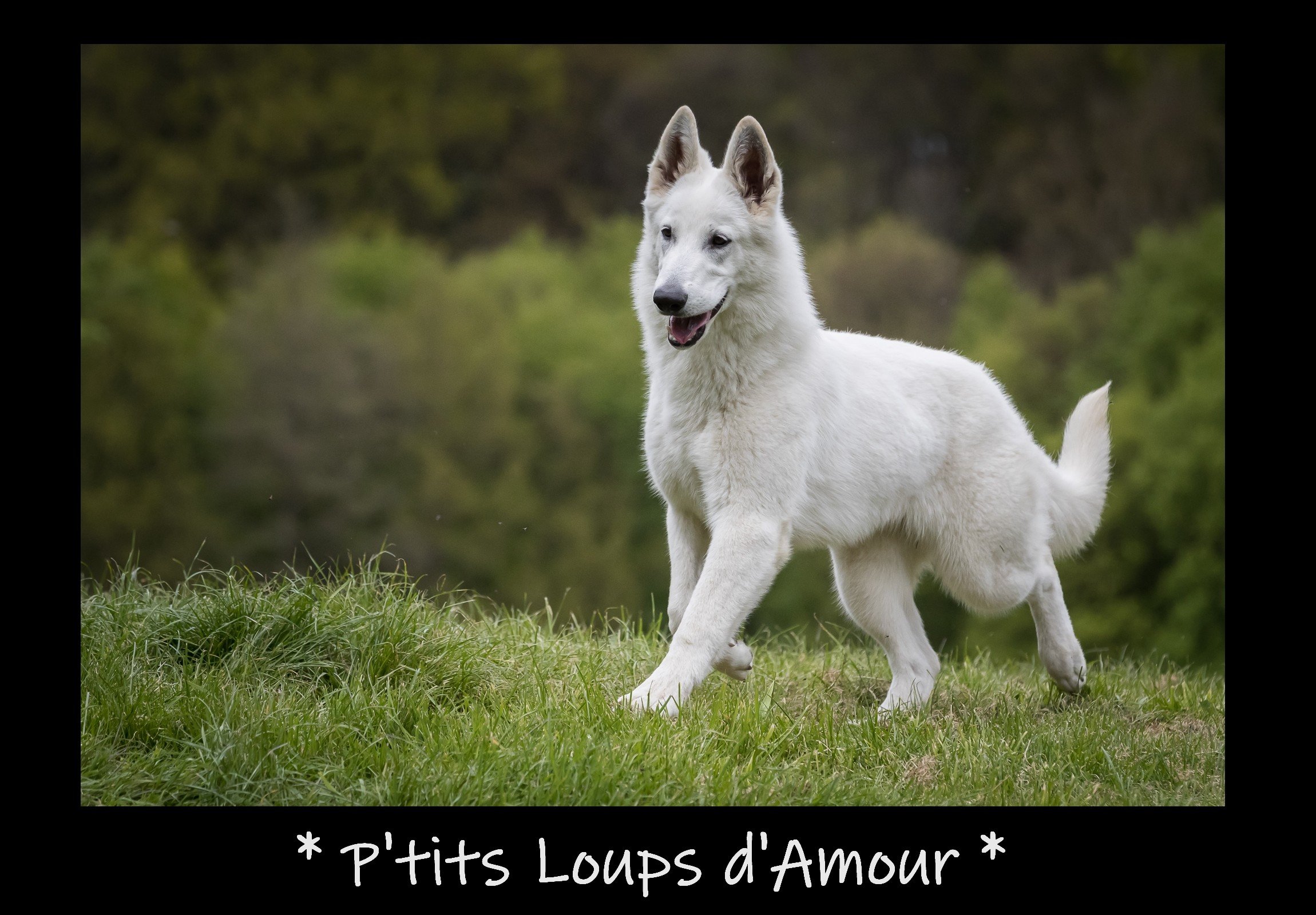 Publication : P'tits Loups d'Amour 