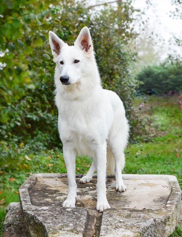 Publication : L'aige de la tournelle Auteur : Adeline JOLY