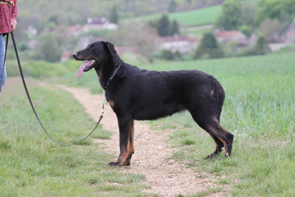 Publication : des Vaux rouges Auteur : best in show kennel