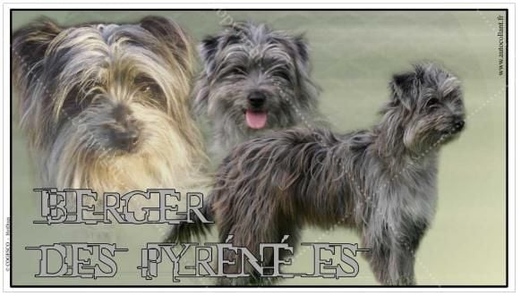 Erable De la tuile aux loups