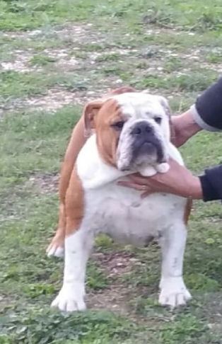 Publication : Strawberry Bull's 