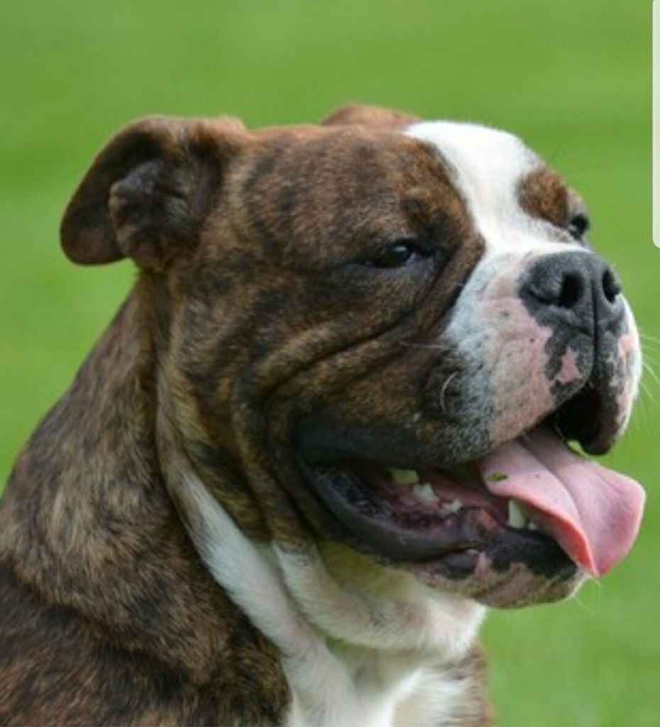 swiss bulldog Bosco