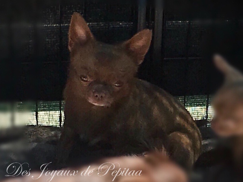 Publication : des Joyaux de Pepitaa Auteur : Des Joyaux de Pepitaa