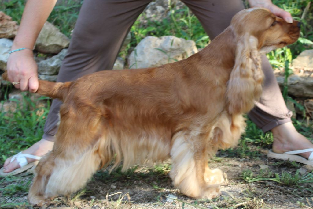 Publication : du domaine des roches rouges Auteur : Corinne Mazoyer