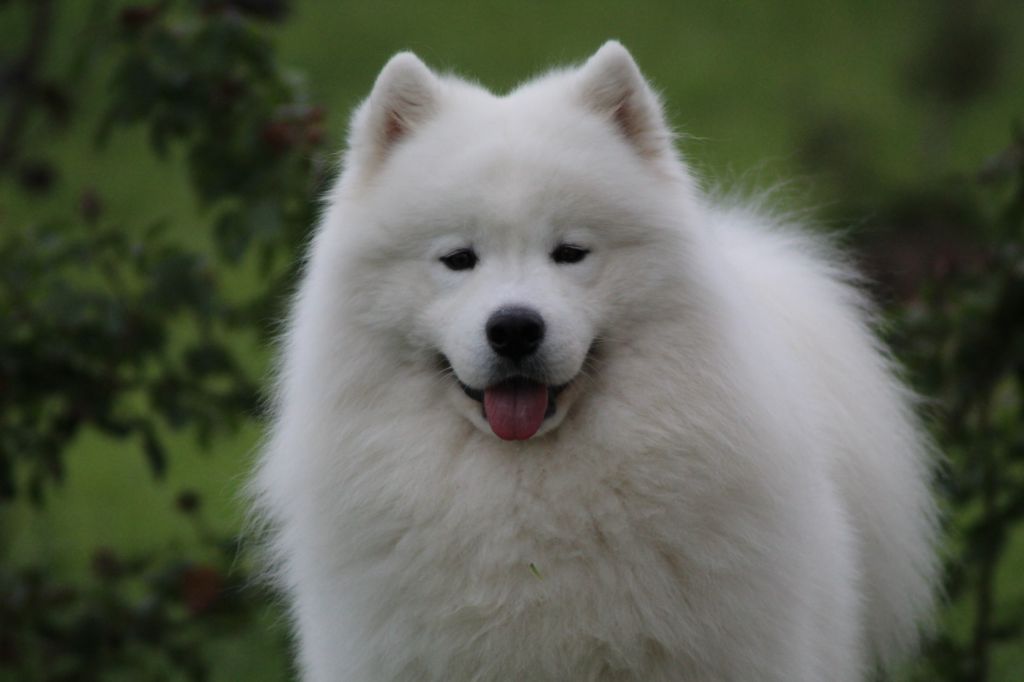 Publication : Of bloom white Auteur : OF BLOOM WHITE