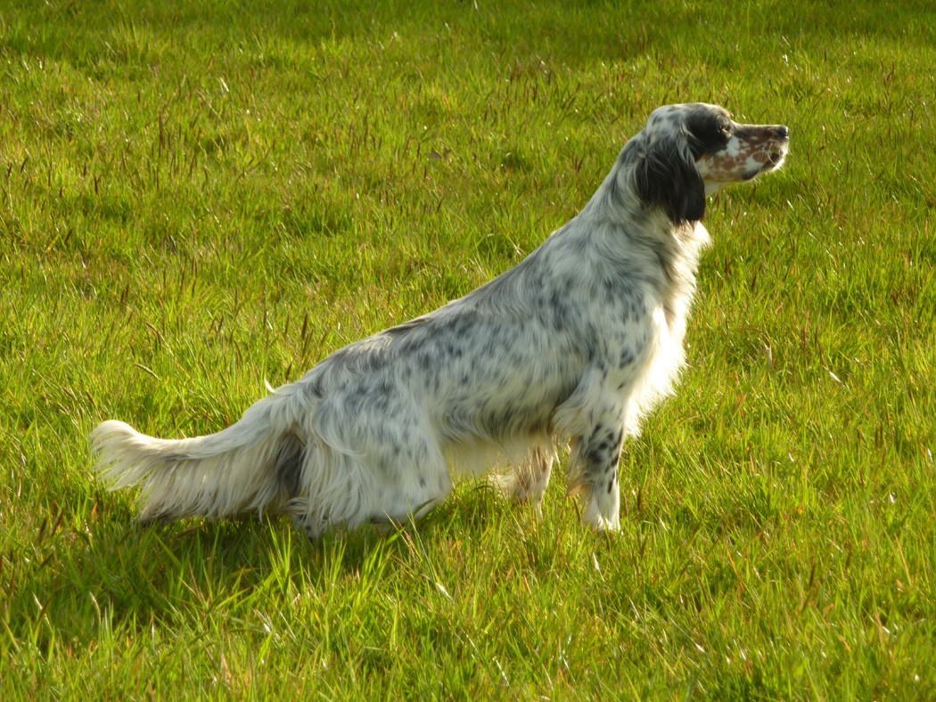 Lola des collines de l'Izars