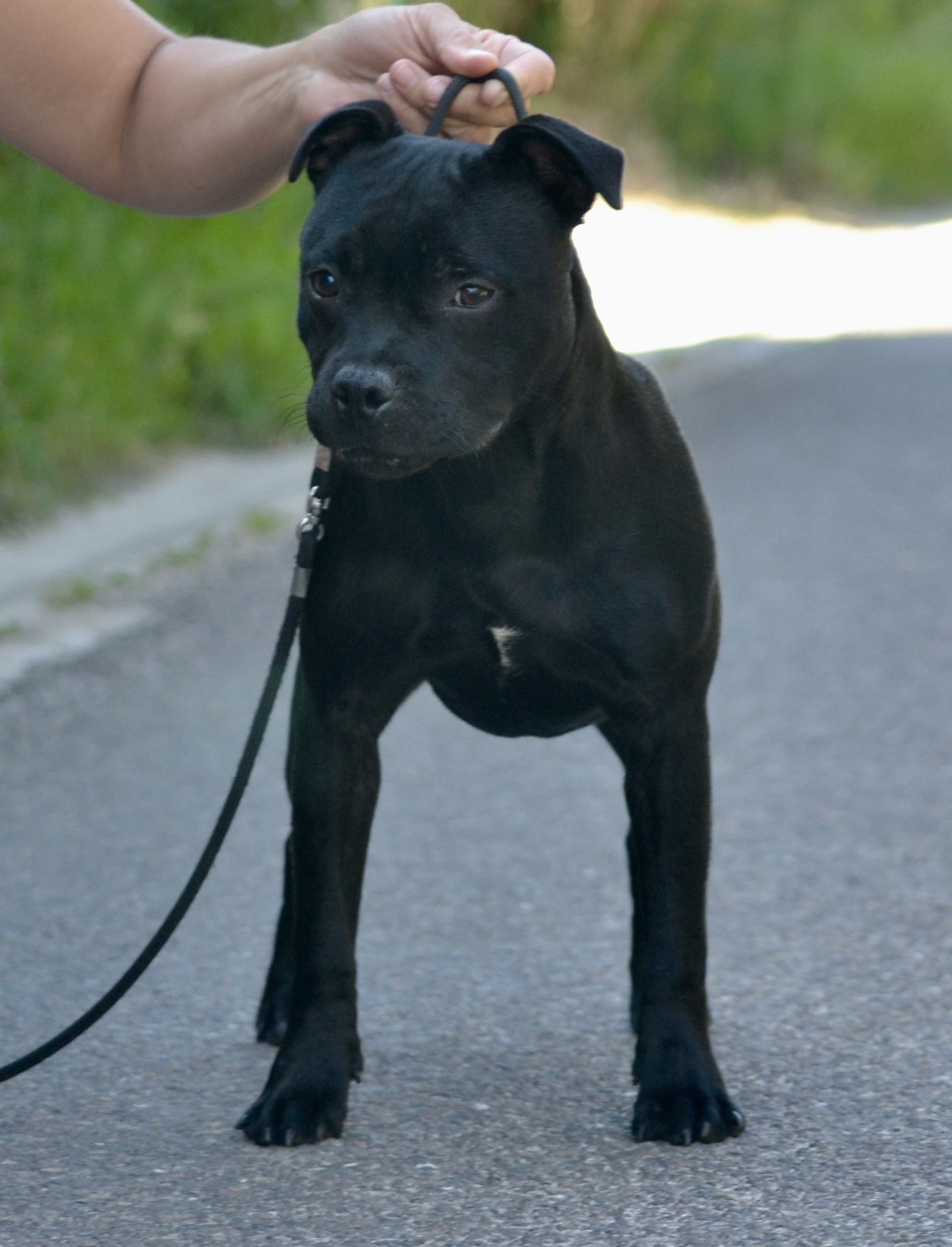 Publication : Skillstaff Auteur : Ziggy by Amelie