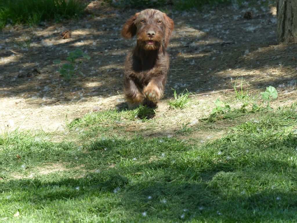 Publication : Des Troubadours Cathares