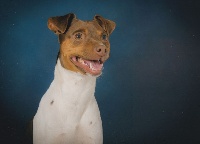 Étalon Terrier Bresilien - Loco du domaine de mandets du domaine des Mandets