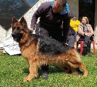 Étalon Berger Allemand Poil Long - Nestor Du Domaine De Castel Odon