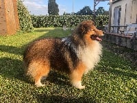 Étalon Shetland Sheepdog - CH. H'ulysse odyssée mystique des lutins de Cassiopée