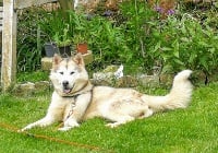 Étalon Alaskan Malamute - Mira belle Des Monts Eternels