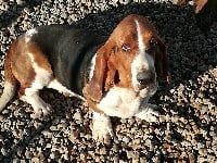 Étalon Basset Hound - Oulahoop Des sources sacrees