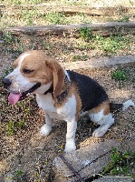 Étalon Beagle - Nash La Voie Des Garennes