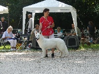 Étalon Berger Blanc Suisse - Opale Des chemins du poitou