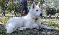 Étalon Berger Blanc Suisse - Osaka Of Washita Ahow