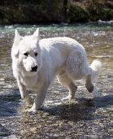 Étalon Berger Blanc Suisse - I am scherkan P'tits Loups d'Amour