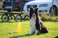 Étalon Border Collie - rosmak Good fortune dit black