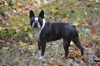 Étalon Boston Terrier - CH. Mad max de la Source Sainte Pétronille