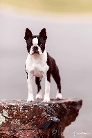 Étalon Boston Terrier - CH. Olive noire des guerriers de la lumière