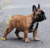 Étalon Bouledogue français - Thalea Bulls Suzan