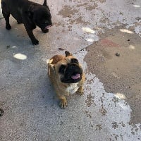 Étalon Bouledogue français - Nouchka des Ocres De Provence