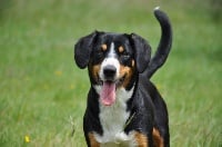 Étalon Bouvier de l'Entlebuch - Lennon De la vigne aux vents