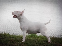 Étalon Bull Terrier - CH. Bullyrun Noosa