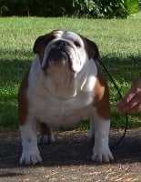 Étalon Bulldog Anglais - CH. del papiol Penny-lane